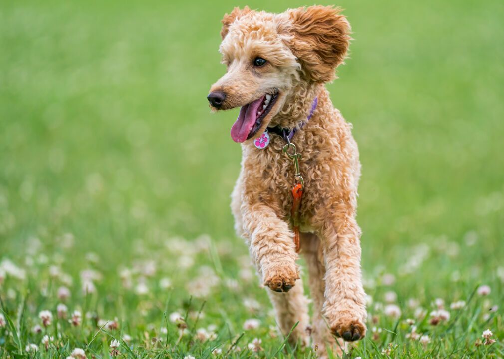 #6. Poodles